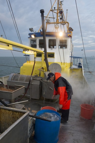 Garnaalvissen op de Westerschelde