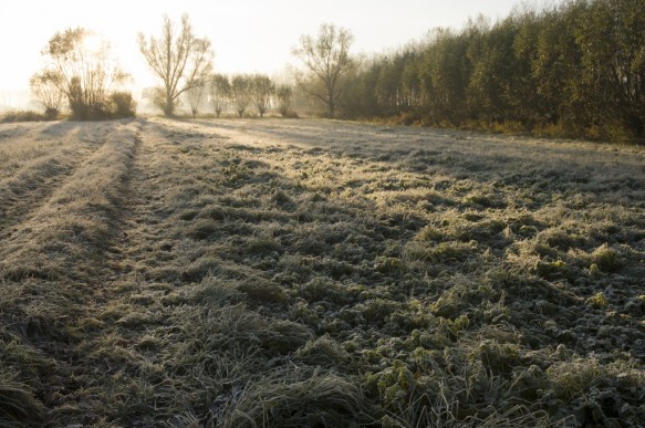 Hooiland in de Meetjeslandse kreken.