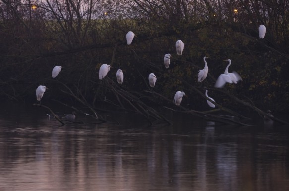 Grote zilverreigers