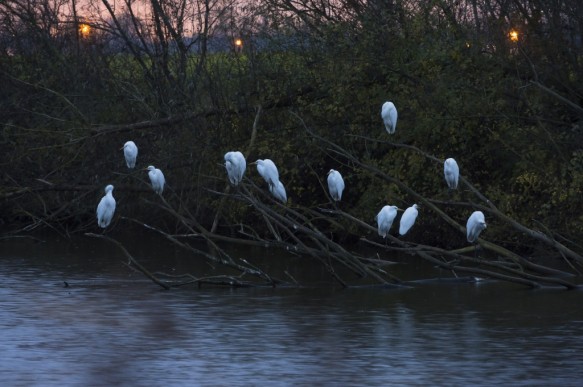 Grote zilverreigers
