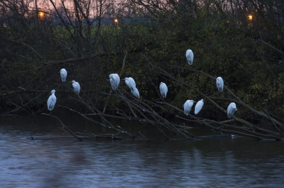 Grote zilverreigers