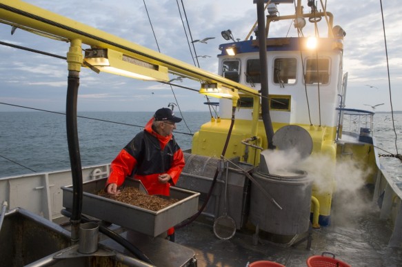 Garnaalvissen op de Westerschelde