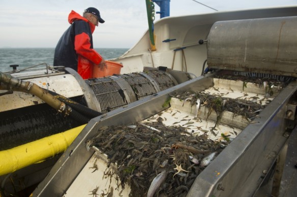 Garnaalvissen op de Westerschelde