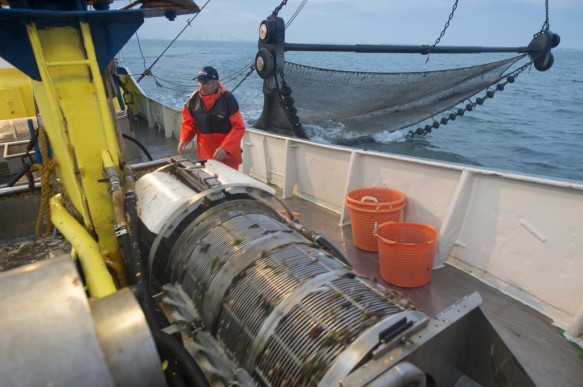 Garnaalvissen op de Westerschelde