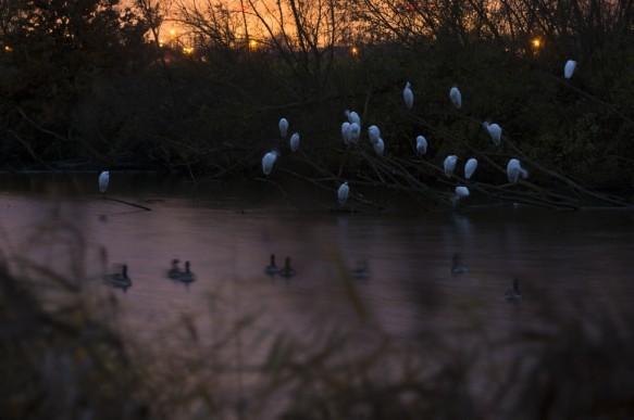 Grote zilverreiger