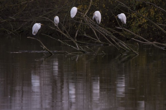 Grote zilverreigers