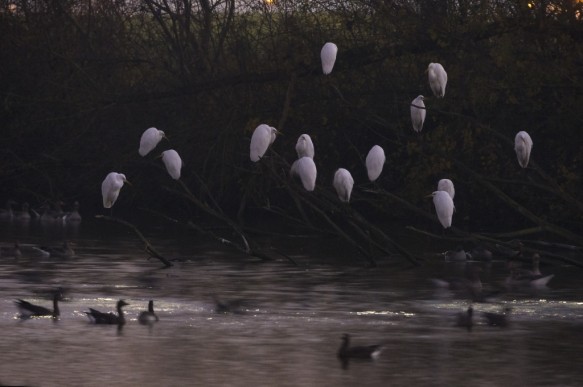 Grote zilverreigers