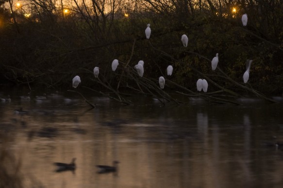 Grote zilverreigers