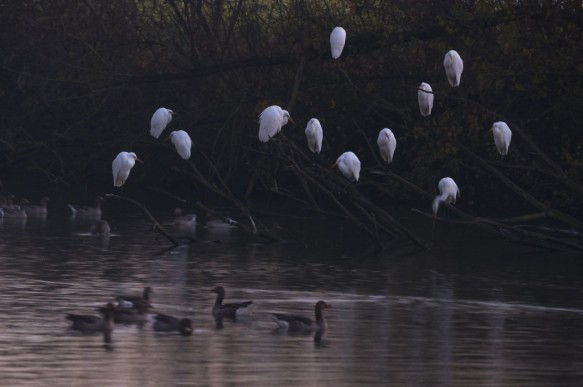Grote zilverreigers