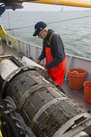 Garnaalvissen op de Westerschelde