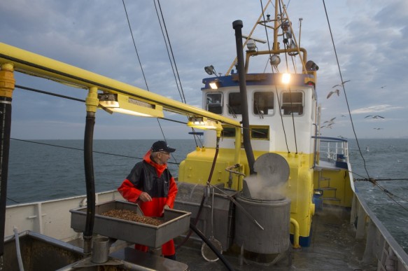 Garnaalvissen op de Westerschelde