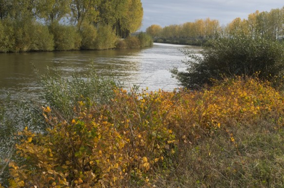 Schelde