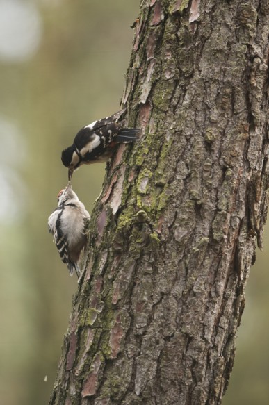 Grote bonte specht