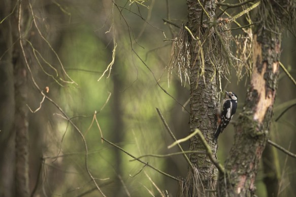 Grote bonte specht