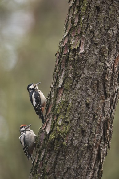 Grote bonte specht