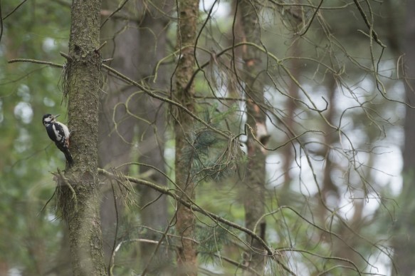 Grote bonte specht