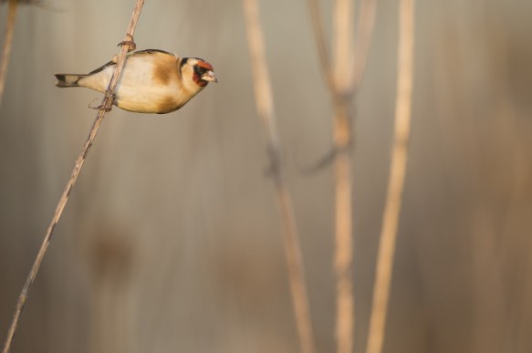 Putter of distelvink.