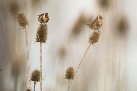 Putter of distelvink.