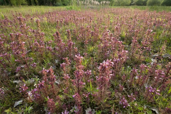 Moeraskartelblad