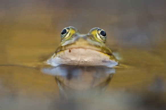 Poelkikker