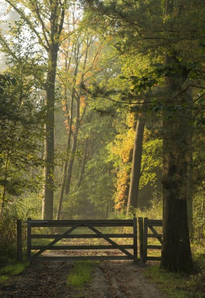 Dreef in het natuurgebied, Hedieveld-Bornebeek.