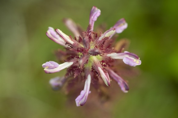 Moeraskartelblad