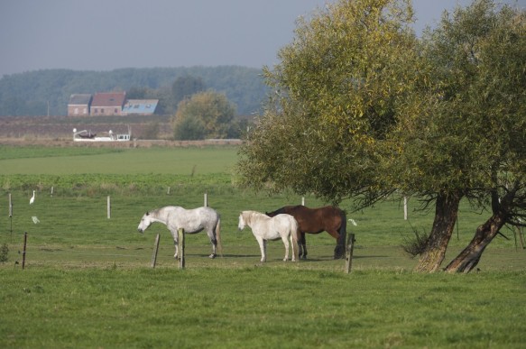 Bovenschelde