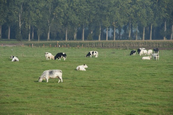 Bovenschelde