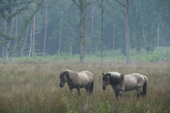 Konikpaarden.