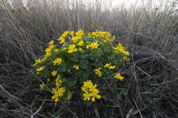 Dotterbloem