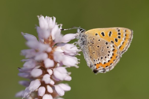 Blauwe vuurvlinder