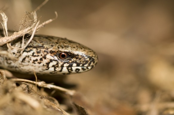Hazelworm