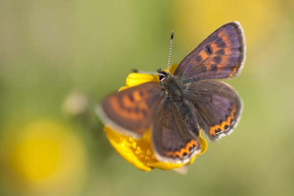 Blauwe vuurvlinder