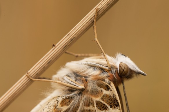 Distelvlinder