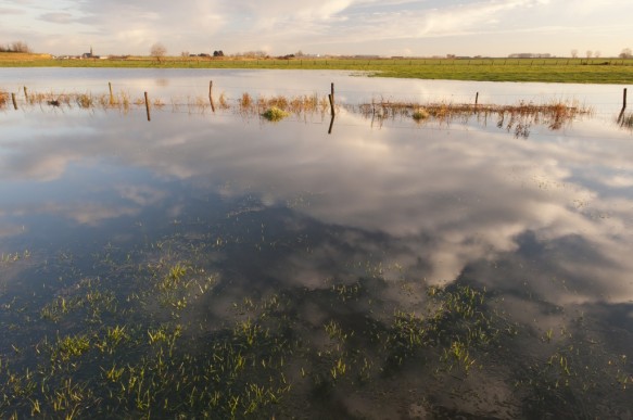 Poldergrasland.
