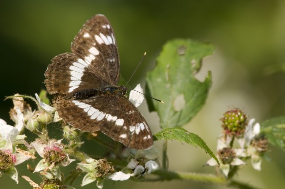 Kleine ijsvogelvlinder