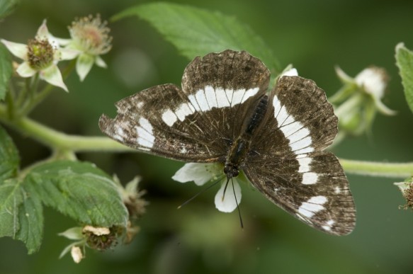 Kleine ijsvogelvlinder