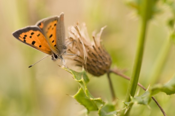 Kleine vuurvlinder