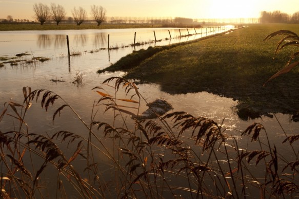Poldergrasland.