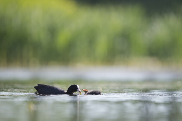 Meerkoet