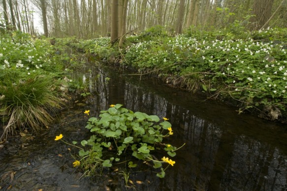 Dotterbloem
