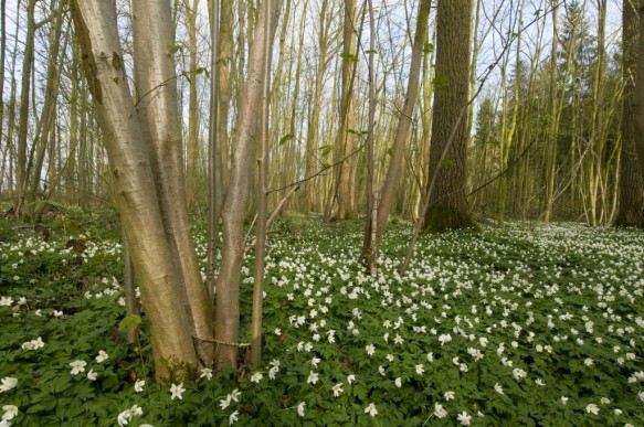Voorjaarsflora