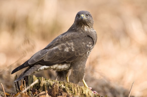 Buizerd