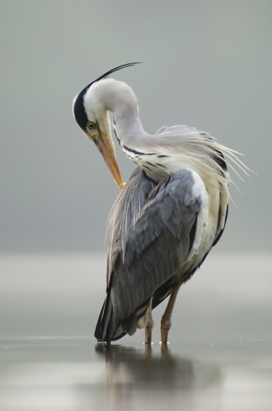 Blauwe reiger