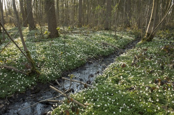 Bos met lenteflora.