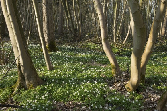 Bos met lenteflora.