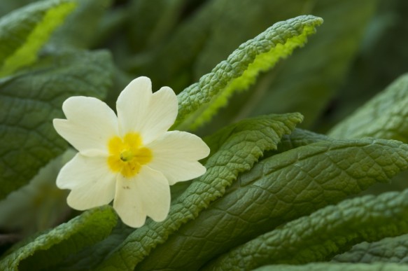 Stengelloze sleutelbloem.
