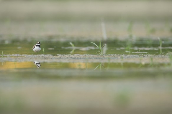 Kleine plevier