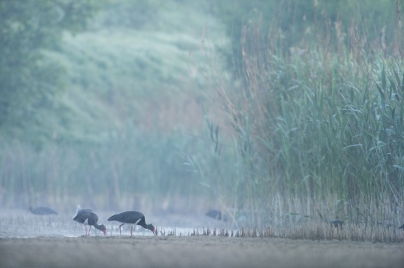 Zwarte ooievaar