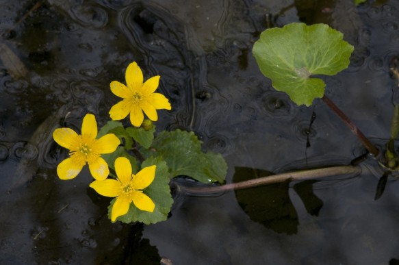 Dotterbloem